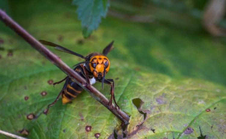 Murder hornets have not yet been found in Georgia. WASHINGTON STATE DEPARTMENT OF AGRICULTURE
