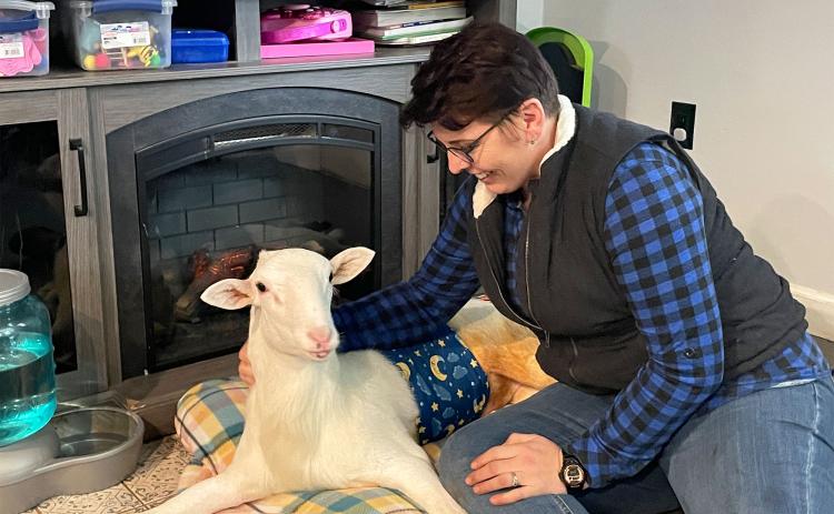 Jessica Diane McNew cuddles Lamby, a lamb which suffers from limited physical mobility, at Winnie Penny Animal  Sanctuary in Clarkesville. BRIAN WELLMEIER/Staff