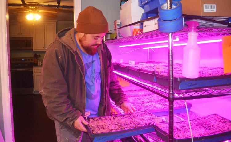 Justin Holbrook tends to seedlings at the nursery in his home. BRIAN WELLMEIER/Staff