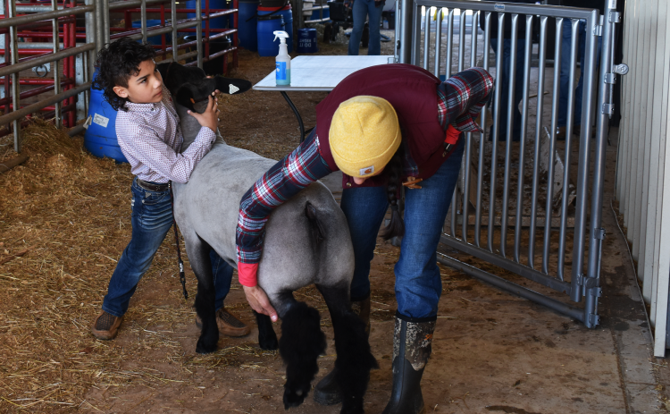Stetson Branch and his mother, Stephanie Branch, practice before showing at the FFA Livestock show on Saturday. AMARIS E. RODRIGUEZ/Staff