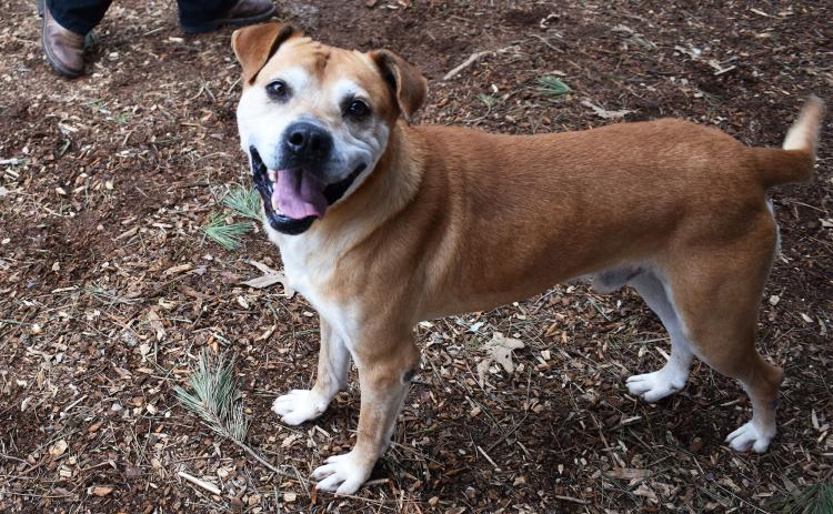 Grado is full of energy and hoping for a new family soon. AMARIS E. RODRIGUEZ/Staff