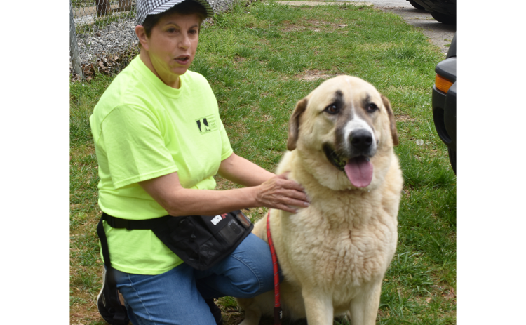 Belle, an Anatolian Shepard dog who has been at the shelter since February, will be transported to It Takes A Village Animal Rescue in Delaware next week to be given a chance to find a family outside of Habersham County. AMARIS E. RODRIGUEZ/Staff
