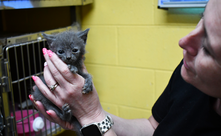 Madi Nix looks after a kitten at the Habersham Animal Shelter. About 210 animals were brought to the shelter last month. The staff does everything they can to find home for pets, such as fostering them or sending them to other shelters with more room.