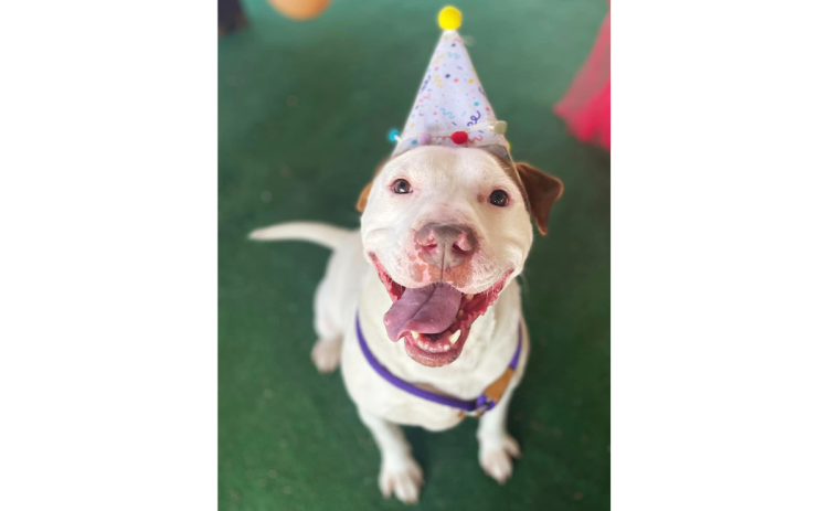 Mutley was found on the highway a little more than a year ago. SUBMITTED
