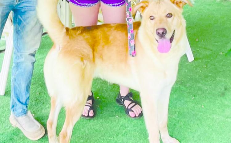 Dex was adopted by Brianna and Hunter Goss on Friday, helping the shelter stray away from euthanasia as they “broke even” with no additional animals at the end of the day after breaching capacity.