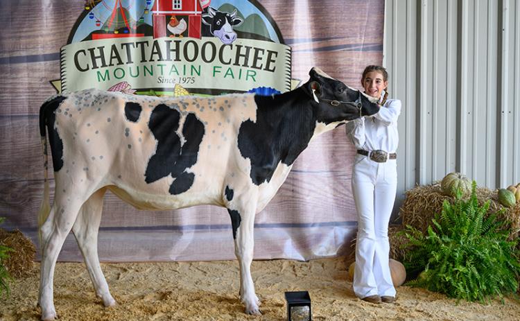 Maggie Moose wins the Jr. Showmanship champion belt buckle with her dairy cow. ZACH TAYLOR/Special
