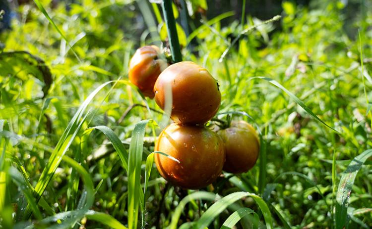 Tomatoes sit in the early morning dew. ZACH TAYLOR/Special