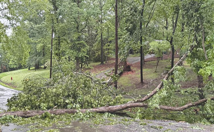 A tree is down over power lines on Sunset Street in Clarkesville on Thursday morning.