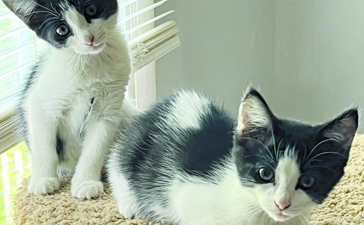 Ringo and Jingo are among the cats that are looking for new homes across the region.  Habersham County’s animal shelter is overflowing with cats and dogs this summer. SUBMITTED