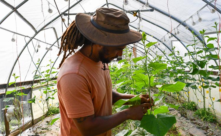 Tariq Bey checks out his cucumber plants in one of the  several greenhouses located on his sustainable farm in Demorest.