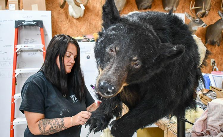 BJ Ivie works on stitching up the leg of a bear at Trophy Taker Taxidermy in Cornelia. JULIANNE AKERS/Staff