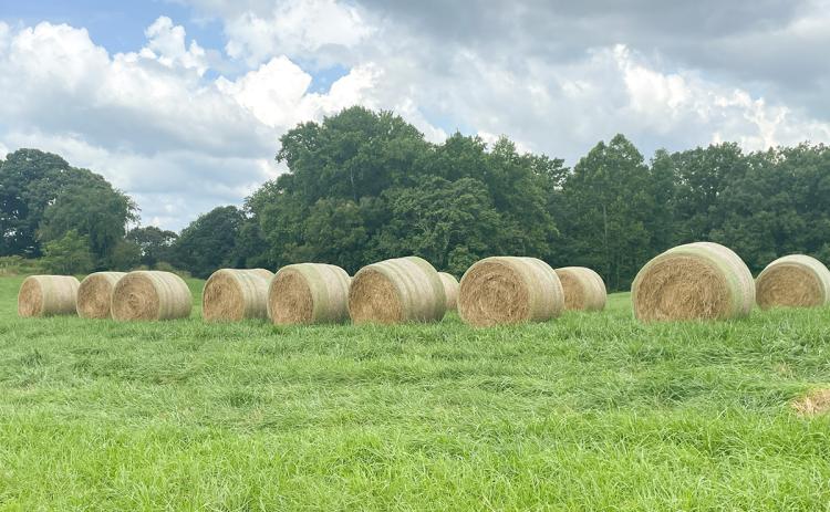 Hay bales on Old Athens Highway sit in a field after recently being cut. Recent rain showers in the area have helped to bolster the growth of hay, while also causing some challenges to farmers. (Hannah Caudell/Staff)