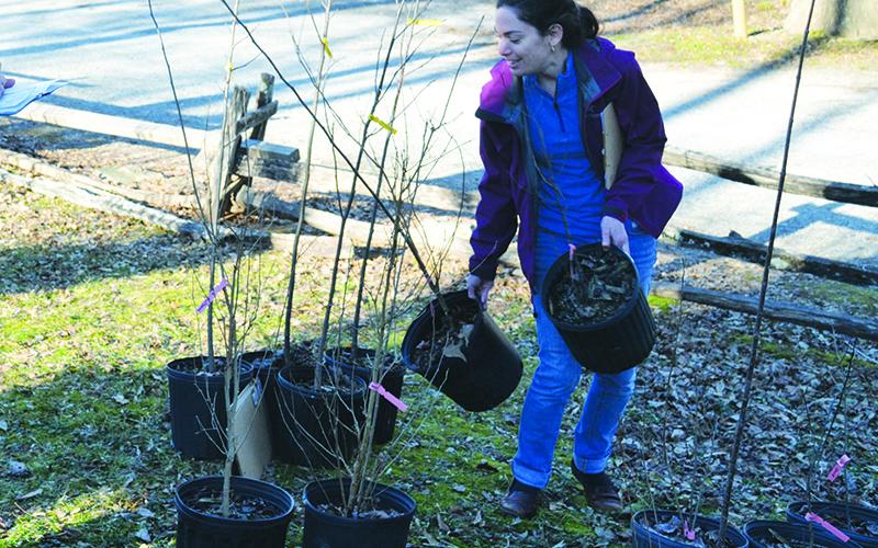 Becca Risser of the Soque River Watershed Association works the tree sale in Clarkesville last year.