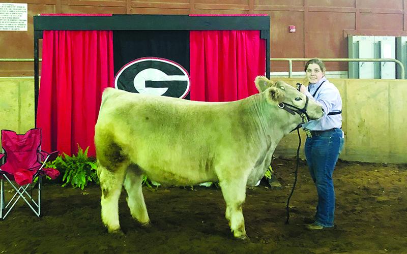 Krista Harrison, a  senior at Habersham Central High School, is shown with her show cow at the University of Georgia Block and Bridle Show.