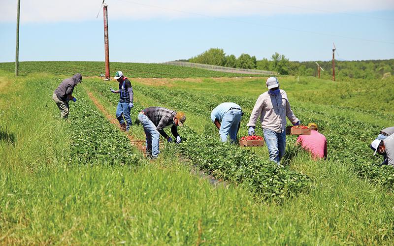 Workers spend Monday afternoon picking fresh strawberries at Jaemor Farms.