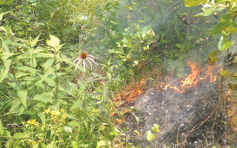 Prescribed burns like the one shown help reduce vegetative competition for endangered plants like the Smooth Coneflower and clear overhanging brush that can prevent sunlight from hitting the forest floor where these flowers live.