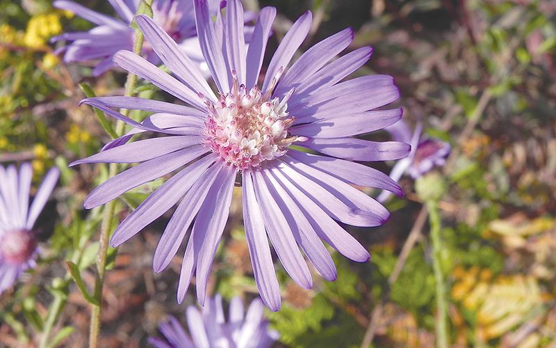 The Georgia Aster is an endangered flower that the USFS hopes to see flourish in the Lake Russell WMA.