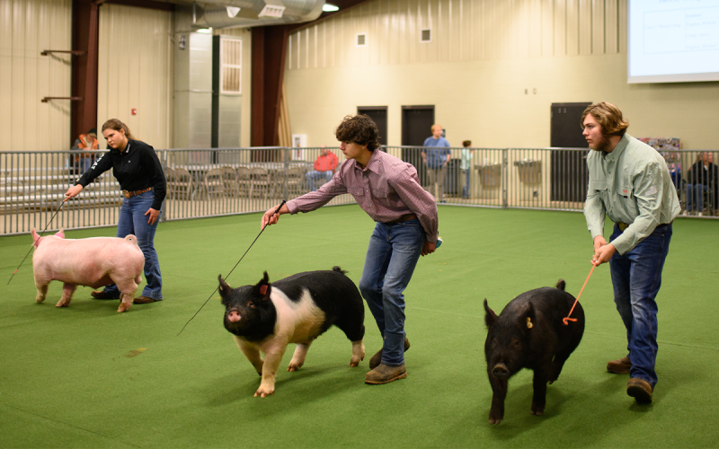 Laney Minish, Carson Cowart, and Ryland Hughes compete in the senior swine showmanship competition at the FFA Winter Livestock Show on Saturday. ZACH TAYLOR/Special
