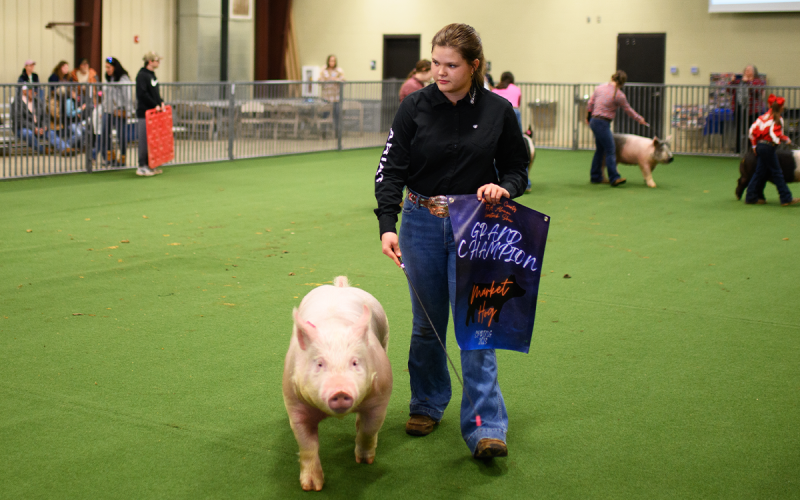 Minish gets awarded Grand Champion for showing in the Market hog competition. ZACH TAYLOR/Special