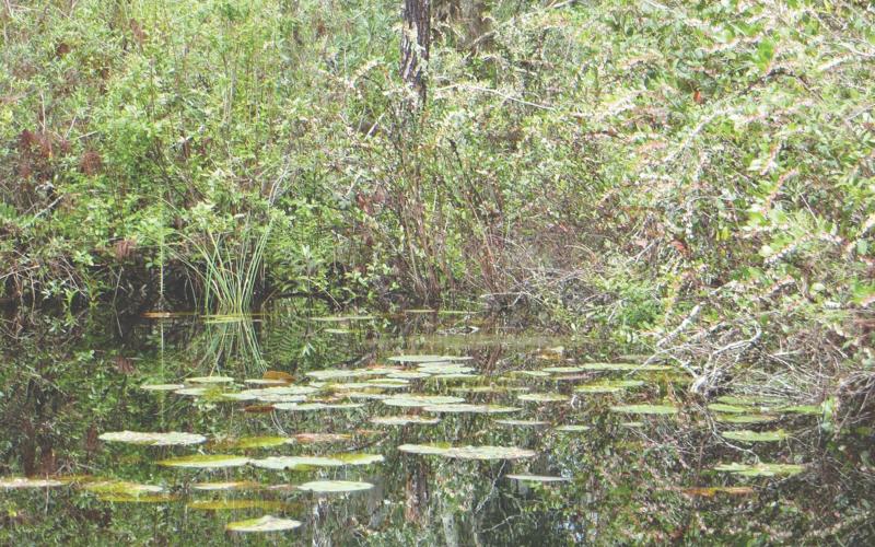 A debate has risen over protection of the environment around the Okefenokee Swamp. TRIPADVISOR.COM