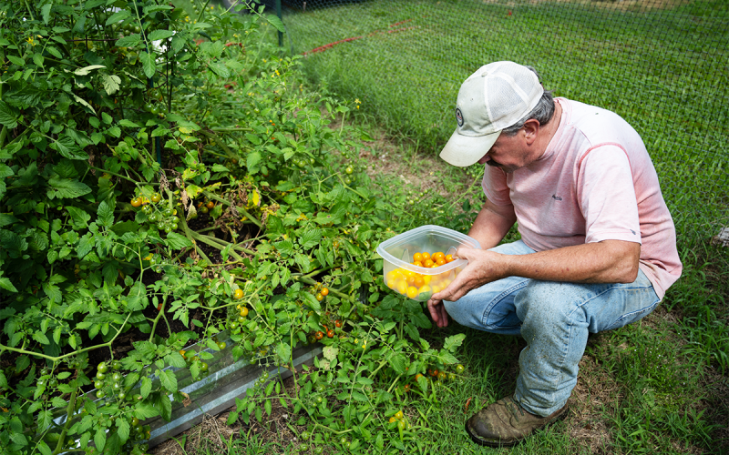 John Cross hand picks Sun-gold tomatoes and places them in a Tupperware container. The Sun-gold tomatoes will later be turned into  tomato jam which has a rich, sweet flavor. ZACH TAYLOR/Special