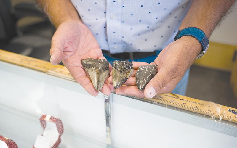 Tony Romano, owner of Simply Jewelry and Repairs, holds three megalodon teeth that were gifted to him by underwater photographer Rayna O’Nan. ZACH TAYLOR/Special