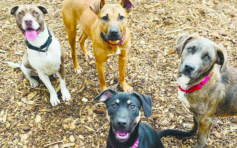 Plenty of dogs will be on display Saturday at the adoption event at Habersham County Animal Shelter. HABERSHAM COUNTY/Submitted
