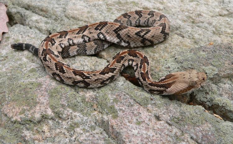 Like most snakes in the pit-viper family, the timber rattler has a triangular head and vertical-slit pupils. Photo/Steve Kyles, Georgia DNR