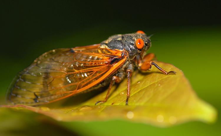 Thousands of the 17-year cicadas are expected to emerge in late April and early May across northeast Georgia. Dr. Evan Lampert plans to collect them for research purposes after the insects pop out of the ground to mate for a few weeks before dying.