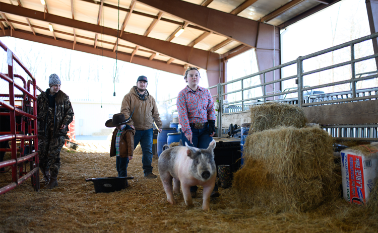 Jacey Crane walks her market hog through the barn and into the staging area before the Habersham Central High School’s FFA 2023 Winter Livestock Show. ZACH TAYLOR/Special
