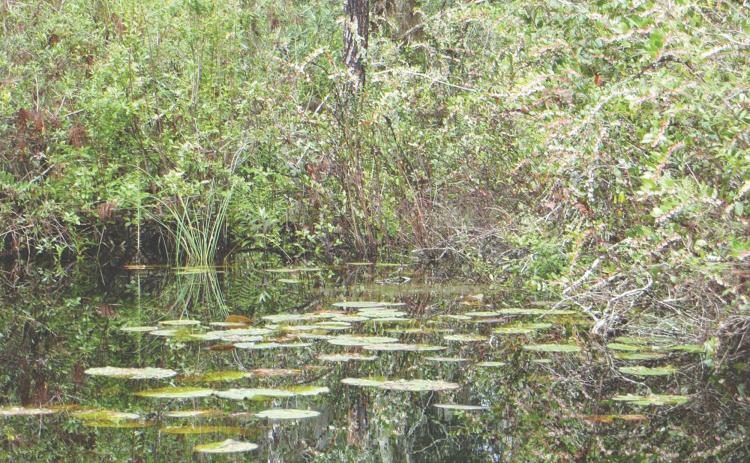 A debate has risen over protection of the environment around the Okefenokee Swamp. TRIPADVISOR.COM