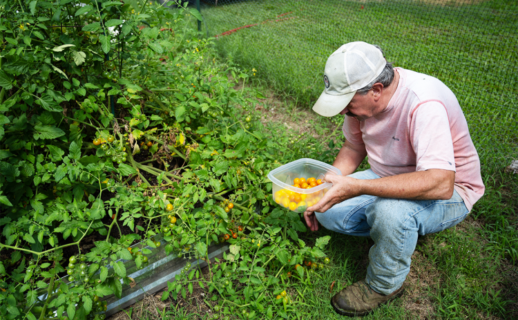 John Cross hand picks Sun-gold tomatoes and places them in a Tupperware container. The Sun-gold tomatoes will later be turned into  tomato jam which has a rich, sweet flavor. ZACH TAYLOR/Special
