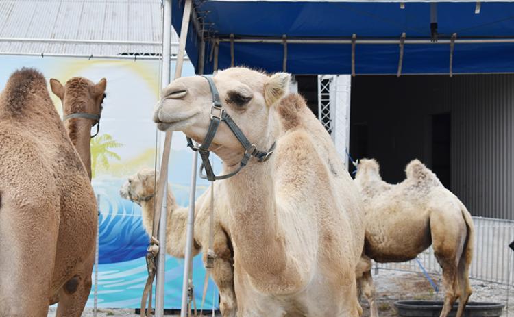Camels wander the fairgrounds in Clarkesville this week as they anticipate the beginning of the Chattahoochee Mountain Fair tonight. MATTHEW OSBORNE/Staff