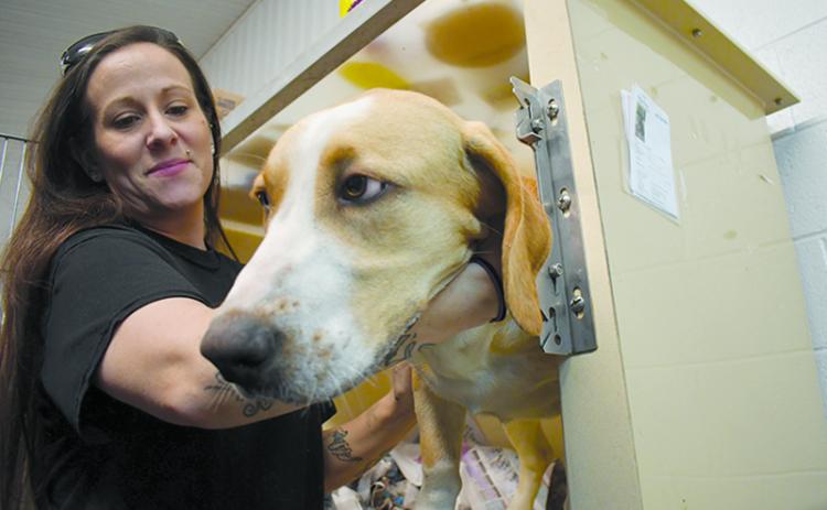 Olivia Whitfield works with a canine pal at the Habesham County Animal Shelter. FILE