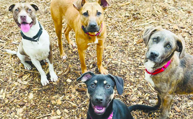 Plenty of dogs will be on display Saturday at the adoption event at Habersham County Animal Shelter. HABERSHAM COUNTY/Submitted