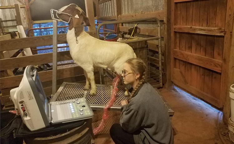 Kelsie Hanley performs an ultrasound on Elsa the goat as a part of her supervised agricultural experience project as a member of the National FFA organization. SUBMITTED